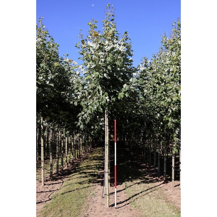 Freemanlönn - Acer freemanii 'Armstrong' - Stammens omkrets 16-18 cm, höjd 3,5-4 meter, HS, COCO